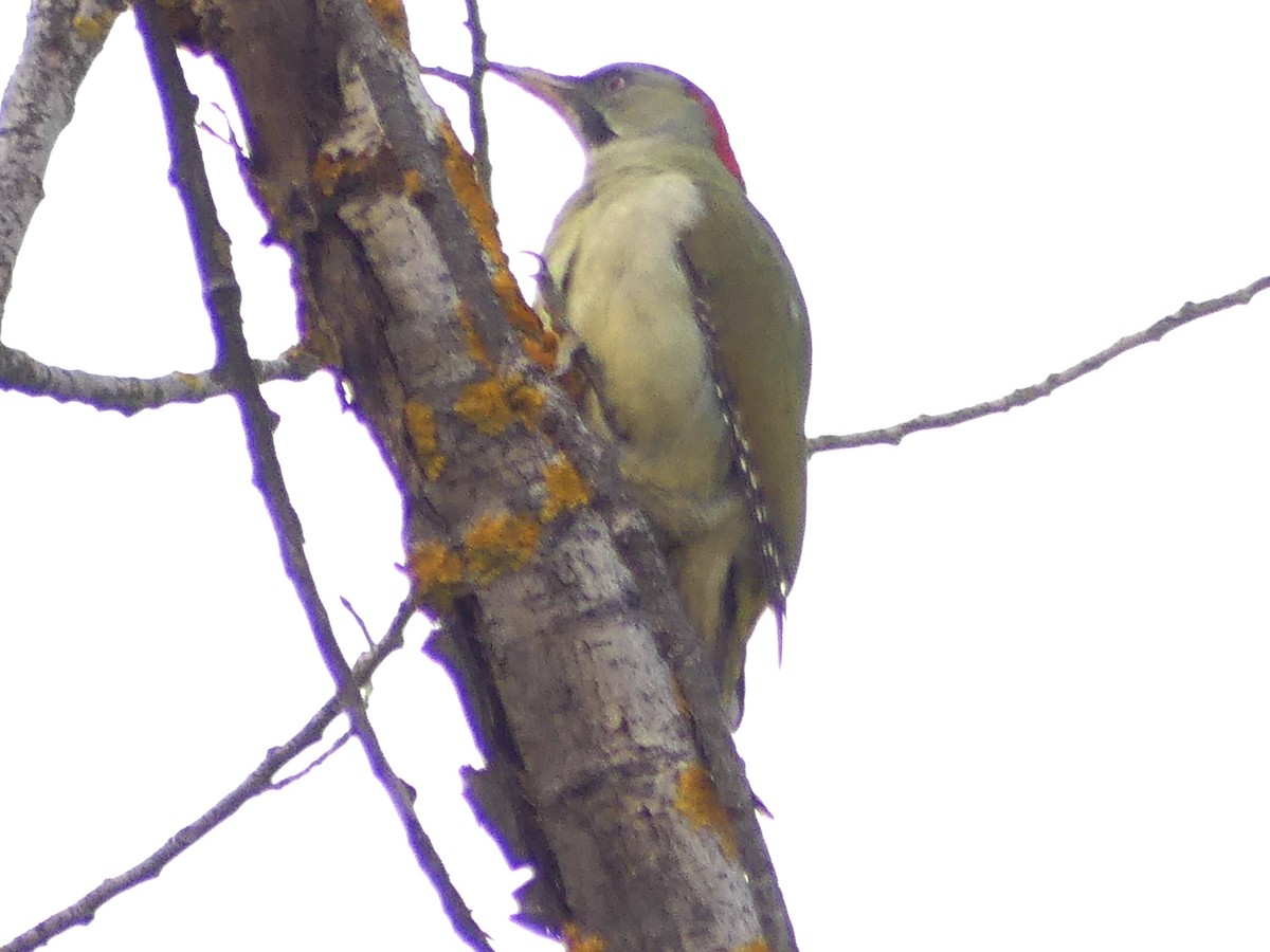 Iberian Green Woodpecker - ML499800121