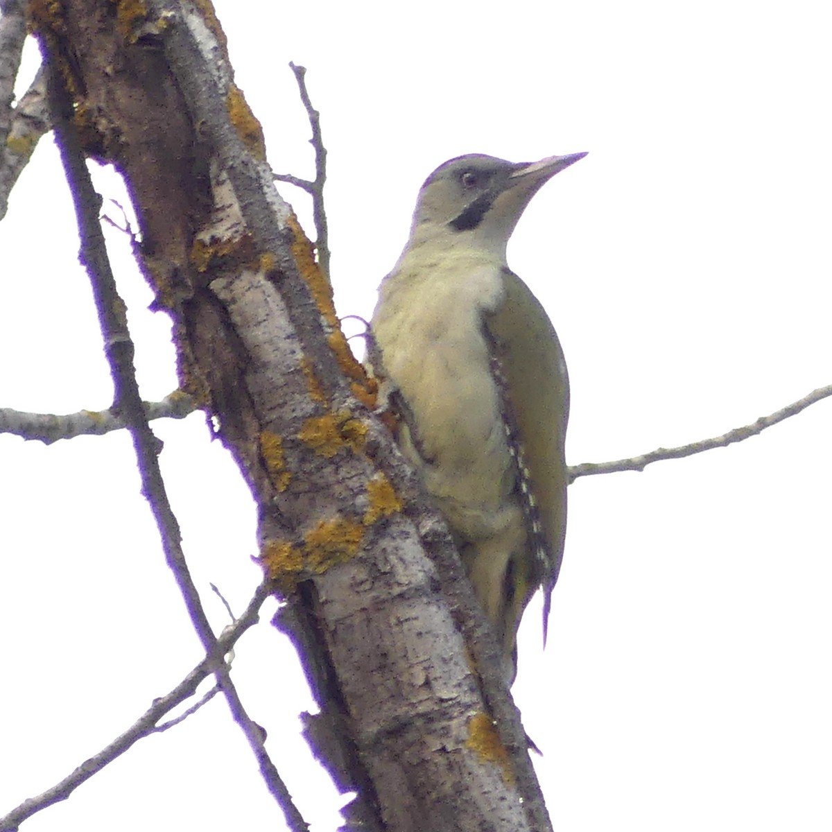 Iberian Green Woodpecker - ML499800131