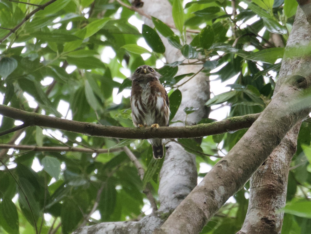 Least Pygmy-Owl - ML499801471