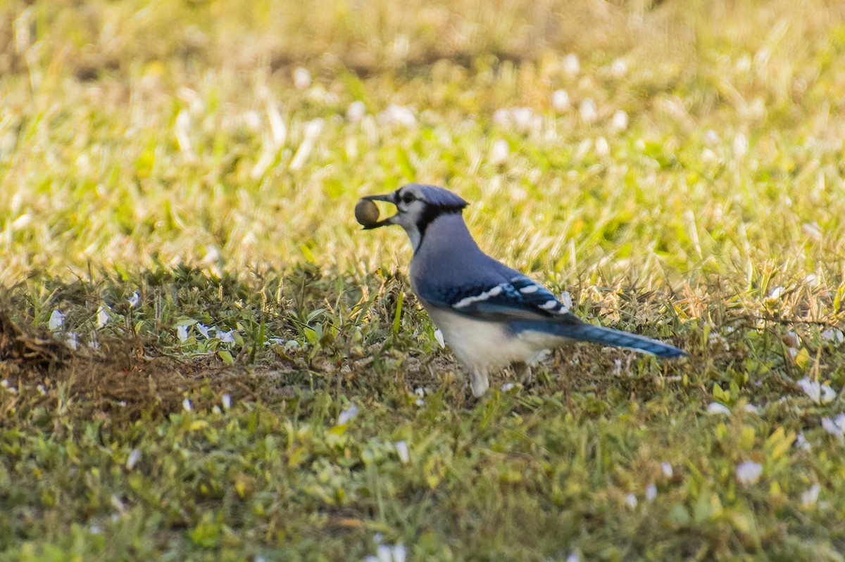 Blue Jay - ML499802951