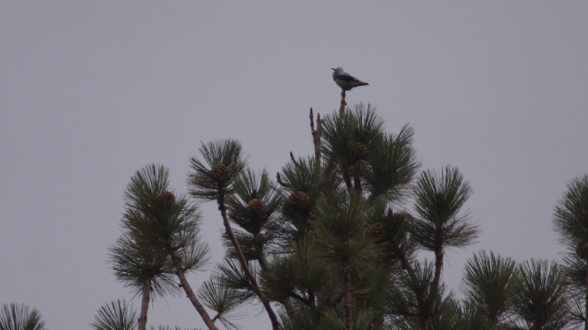 Clark's Nutcracker - Steve Lindley