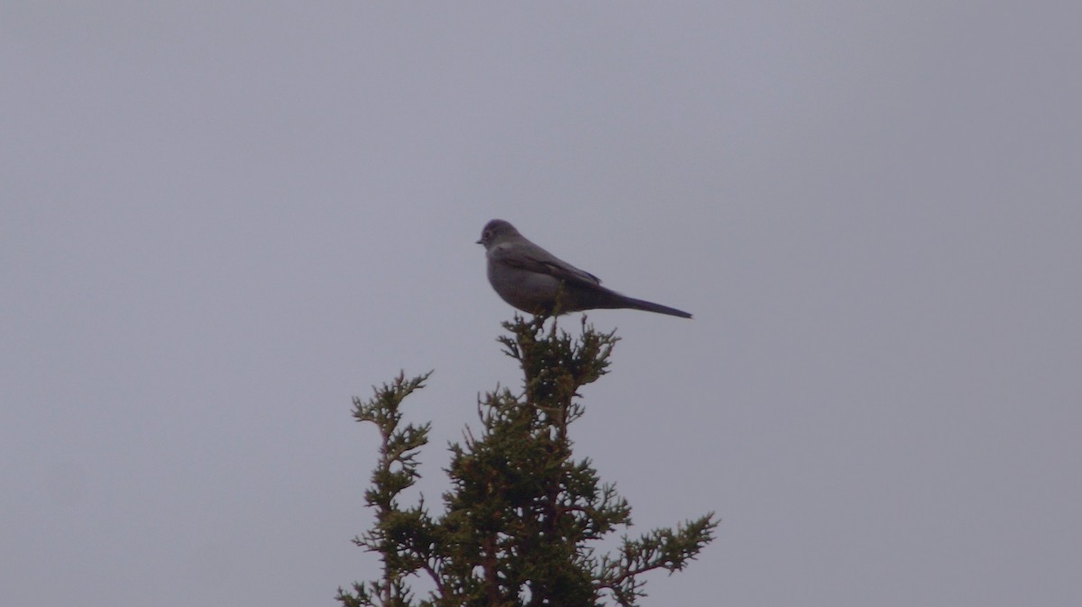 Townsend's Solitaire - ML499804631