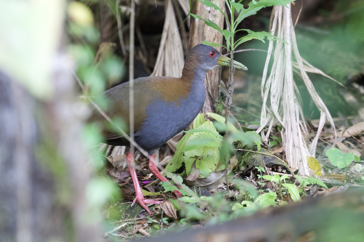 Slaty-breasted Wood-Rail - ML499804741