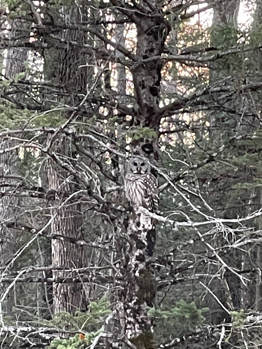 Barred Owl - ML499804881