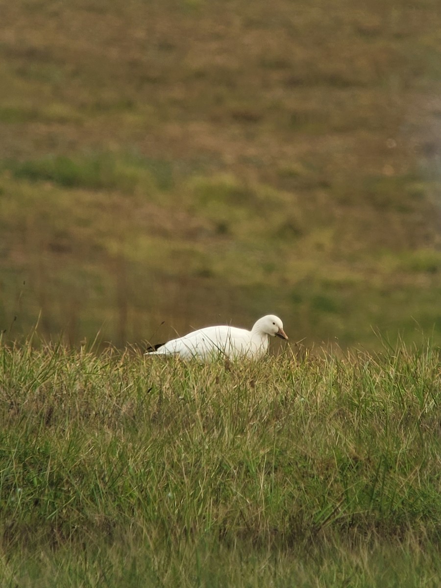 Snow Goose - ML499804931