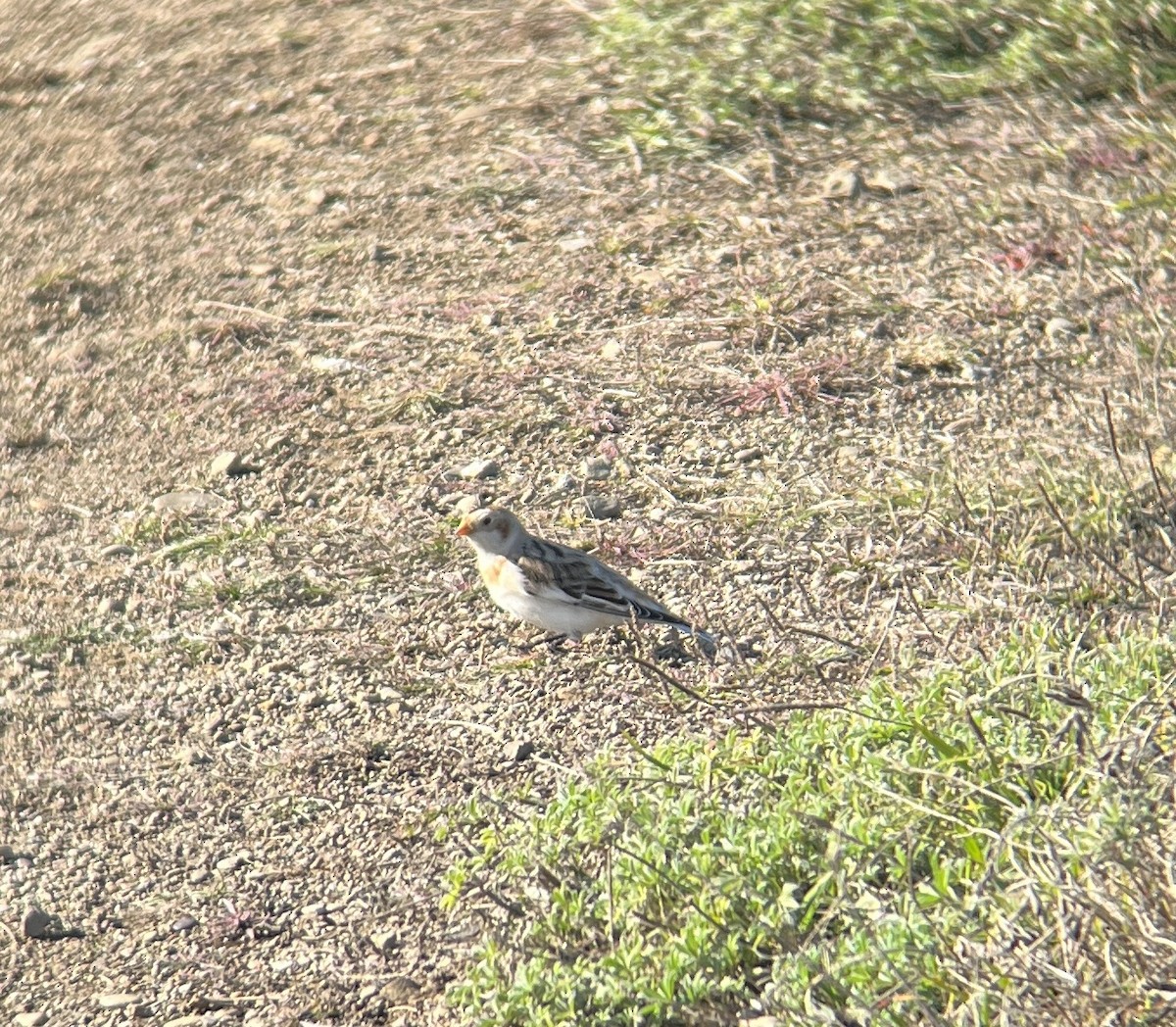 Snow Bunting - ML499805791