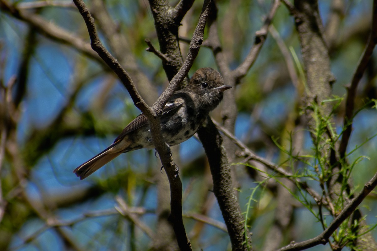 Hudson's Black-Tyrant - ML499806881