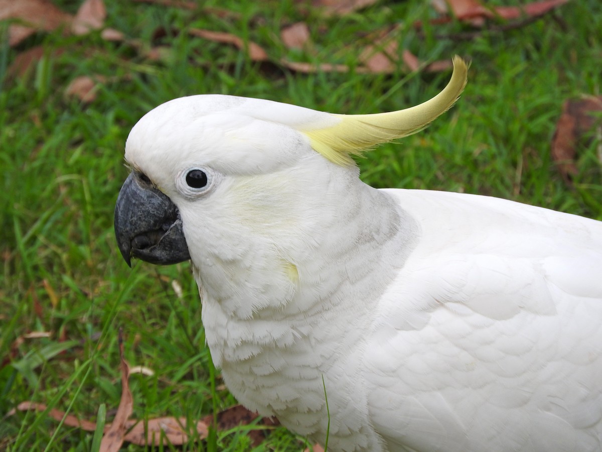 Sulphur-crested Cockatoo - Diane Thomas