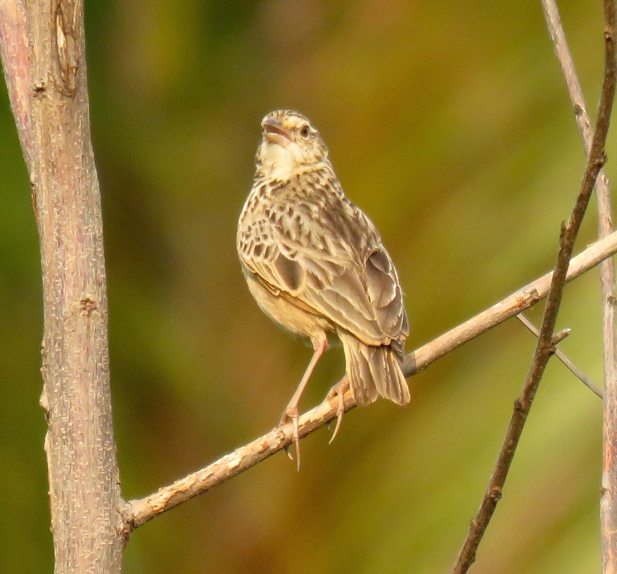 Indochinese Bushlark - Mich Coker