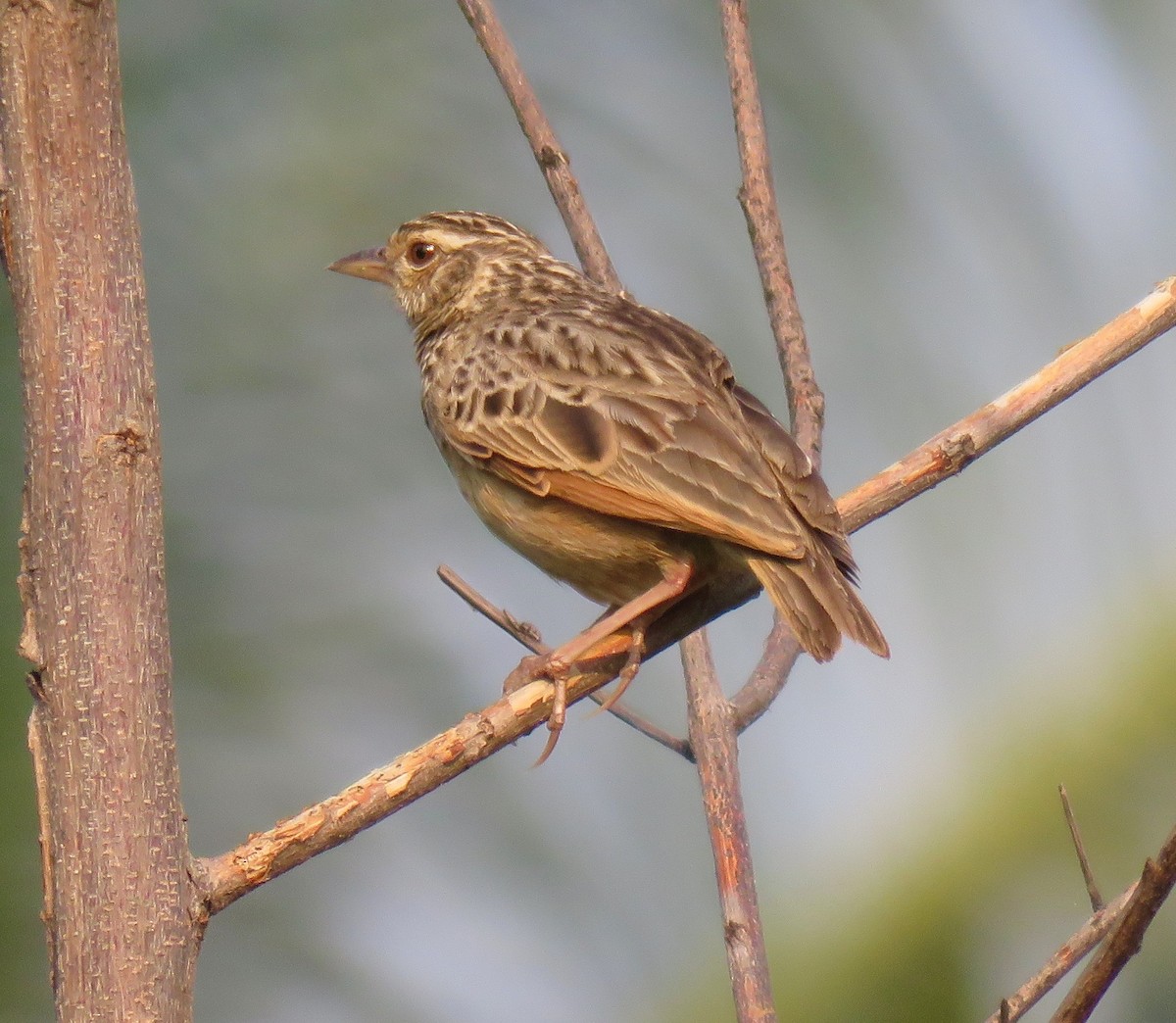 Indochinese Bushlark - Mich Coker