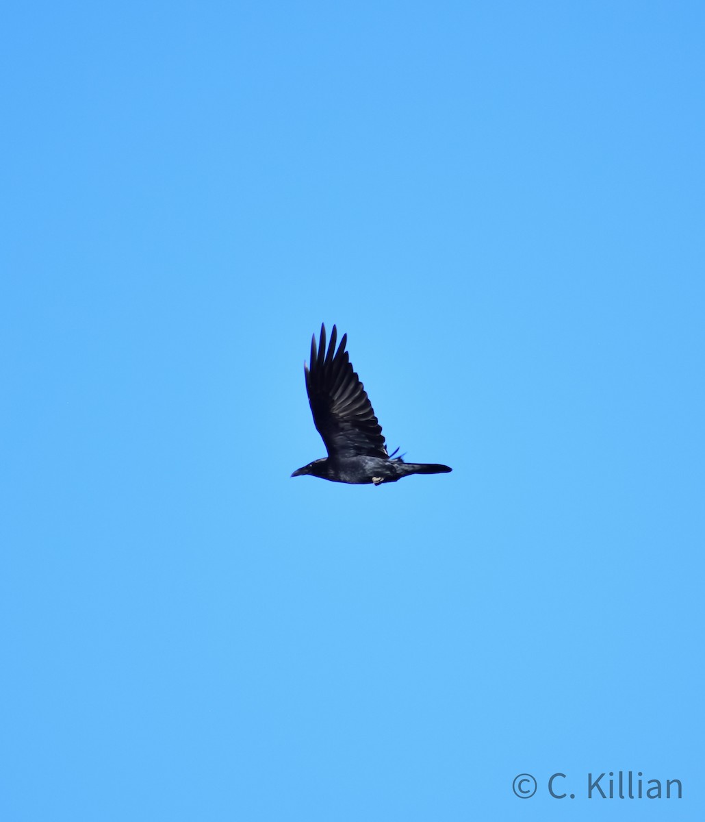 Common Raven - ML499809291