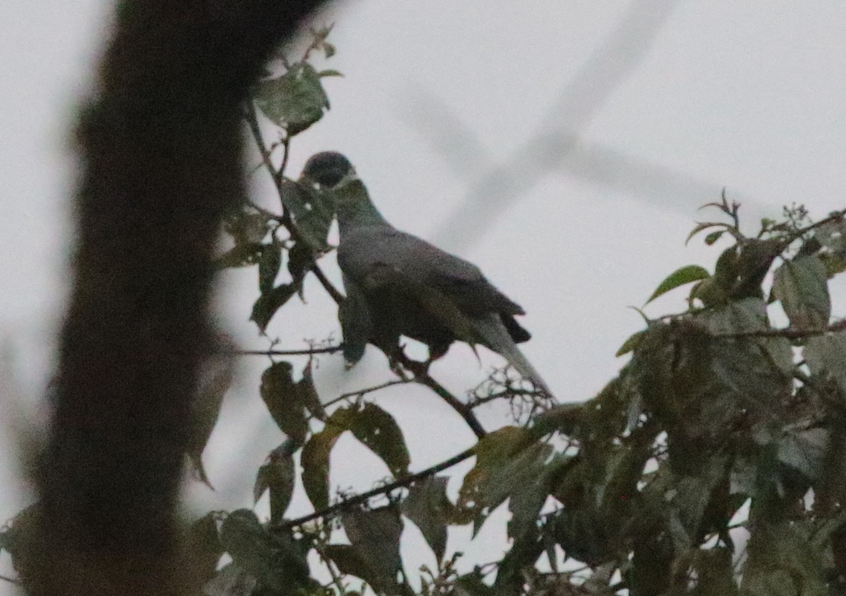 Band-tailed Pigeon - ML499810471
