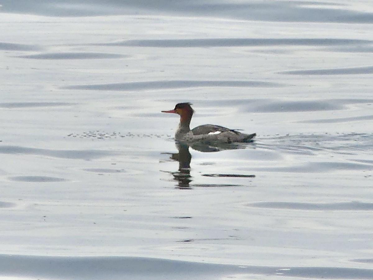 Red-breasted Merganser - ML499810891