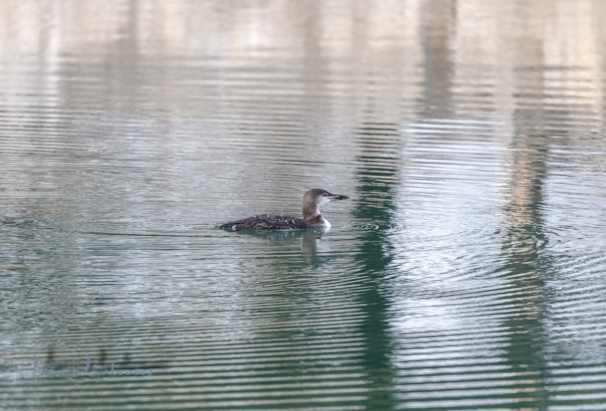 Common Loon - Lucie Labrosse