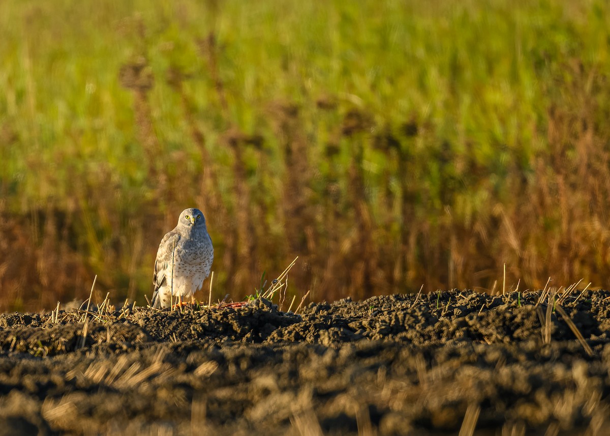 Northern Harrier - Simon Villeneuve