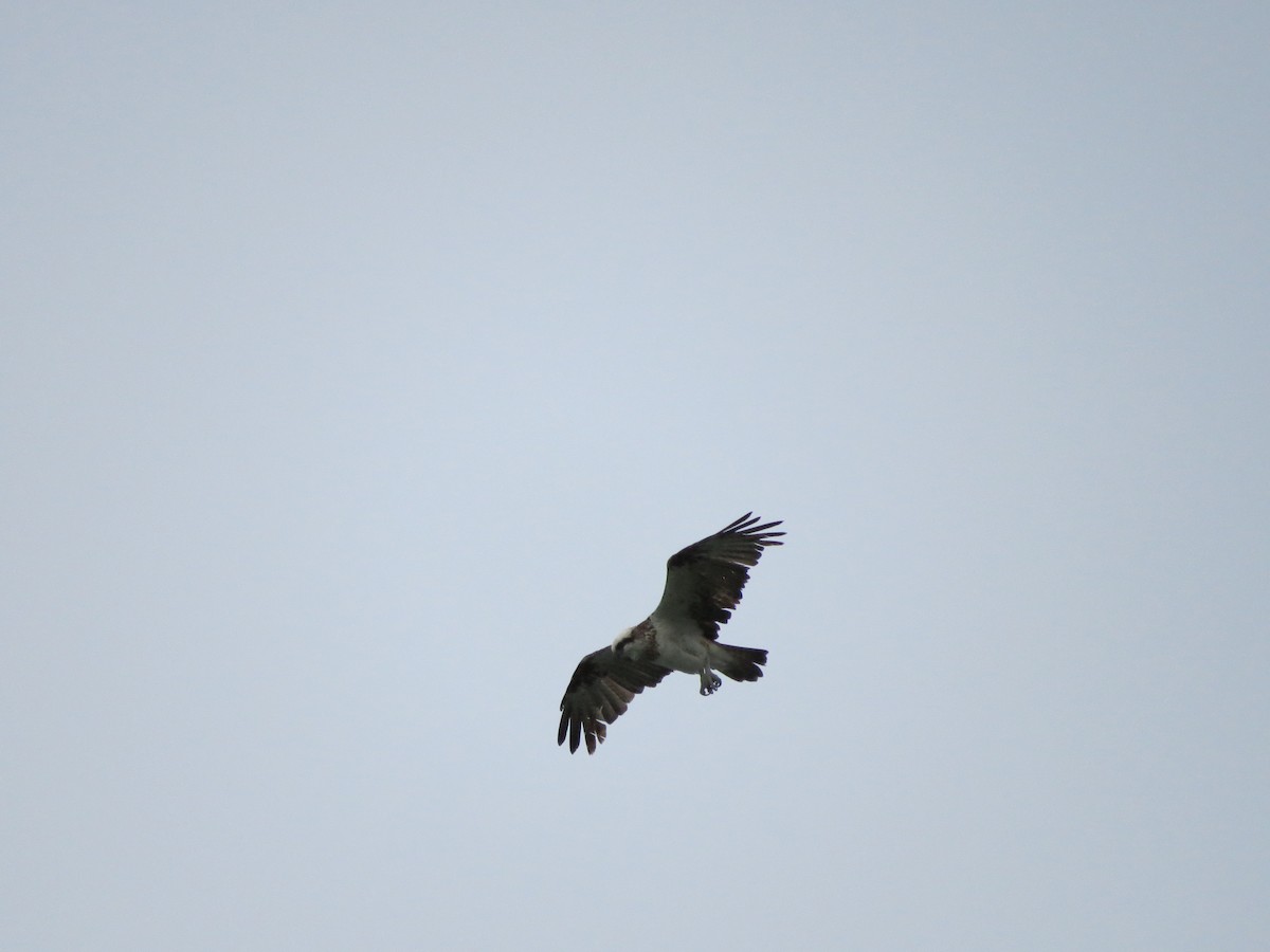 Águila Pescadora (Australia) - ML49981211