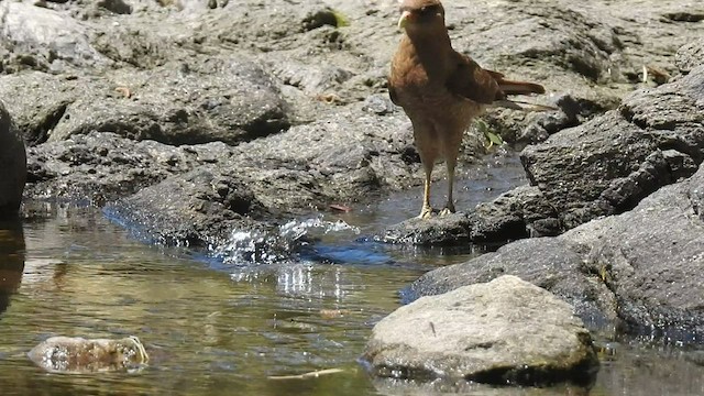 Chimango Caracara - ML499812651
