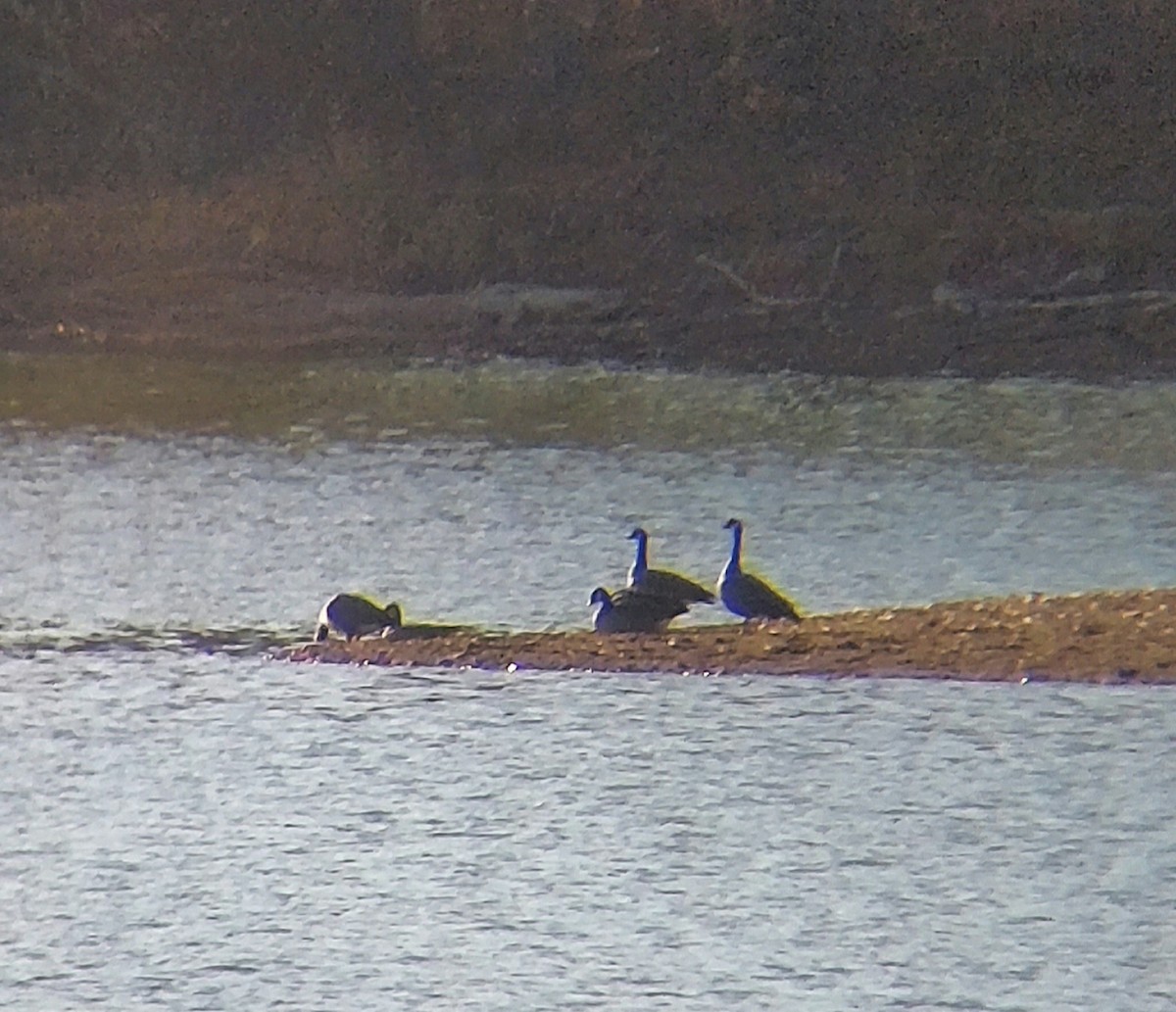 Cackling Goose - ML499812931