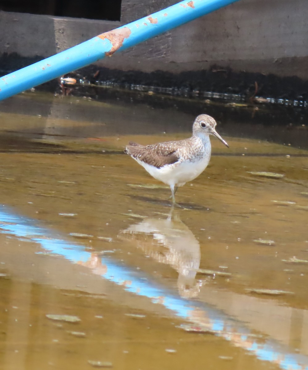 Solitary Sandpiper - ML499813481