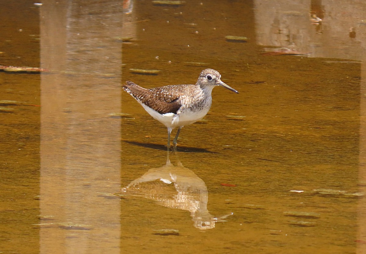 Solitary Sandpiper - Manuel Pérez R.