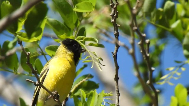 Hooded Siskin - ML499814641