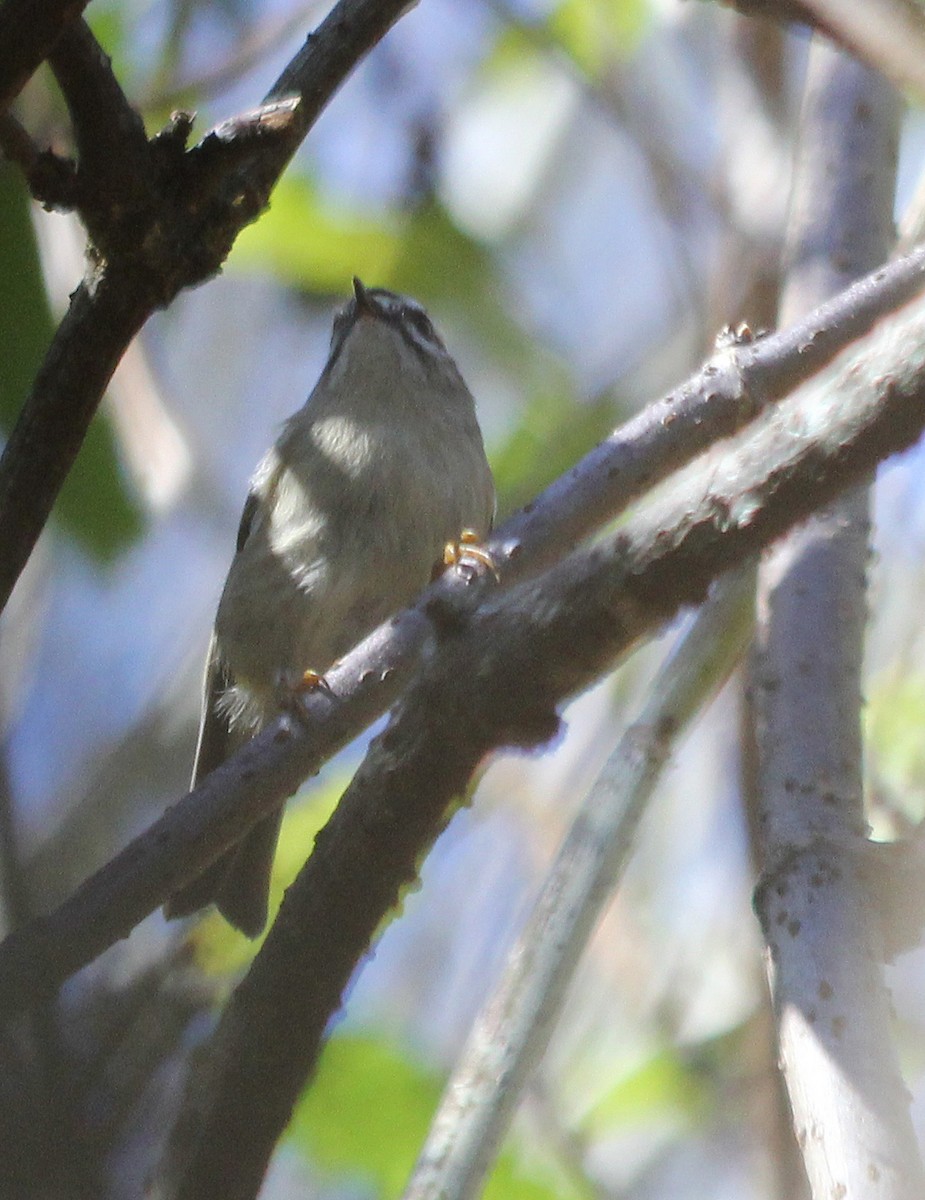 Golden-crowned Kinglet - ML499814921