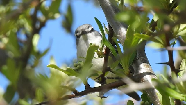 White-crested Tyrannulet - ML499815311