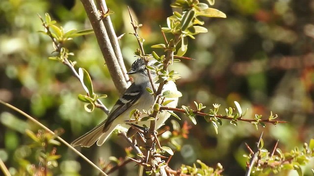 Tyranneau à toupet - ML499815321