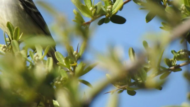 White-crested Tyrannulet - ML499815341