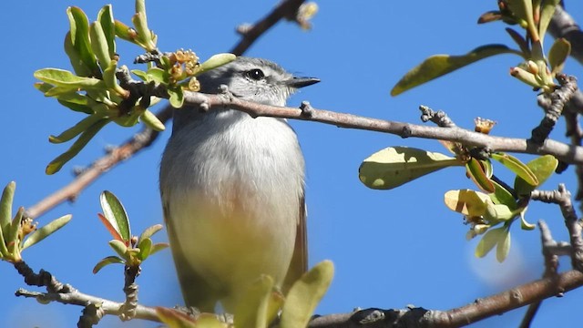 White-crested Tyrannulet - ML499815351