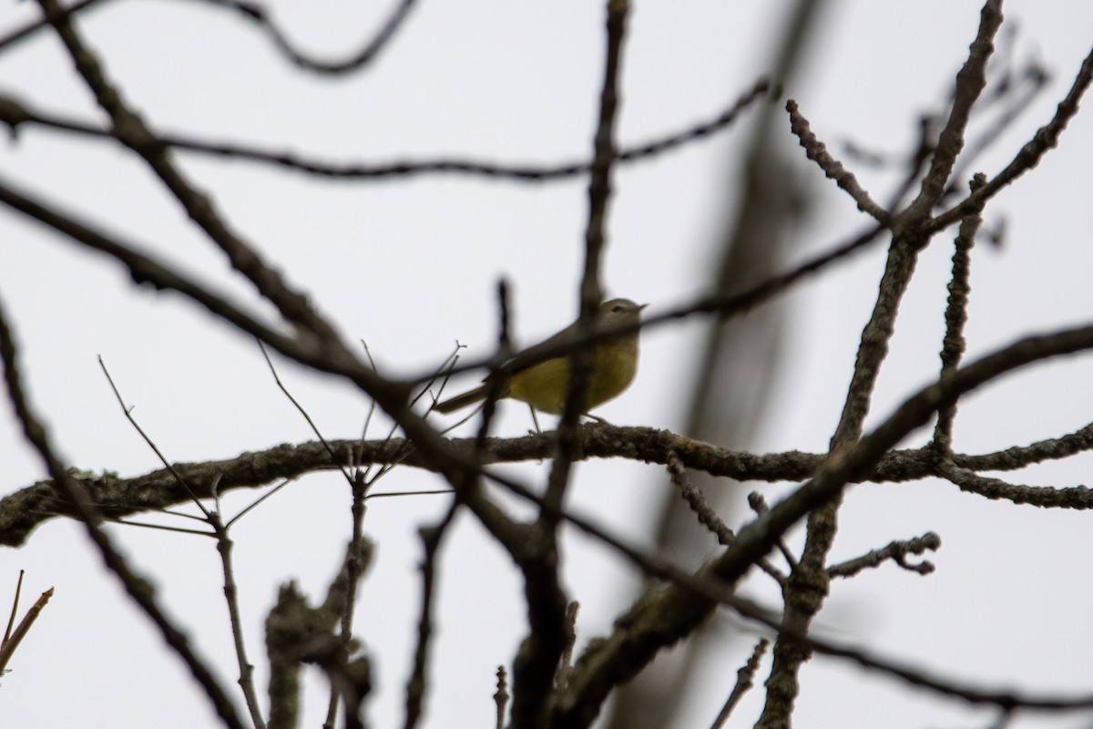 Orange-crowned Warbler - ML499815601