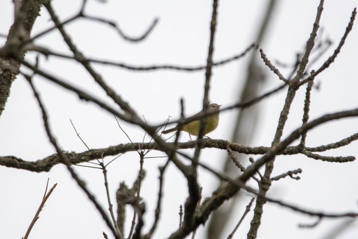 Orange-crowned Warbler - ML499815611