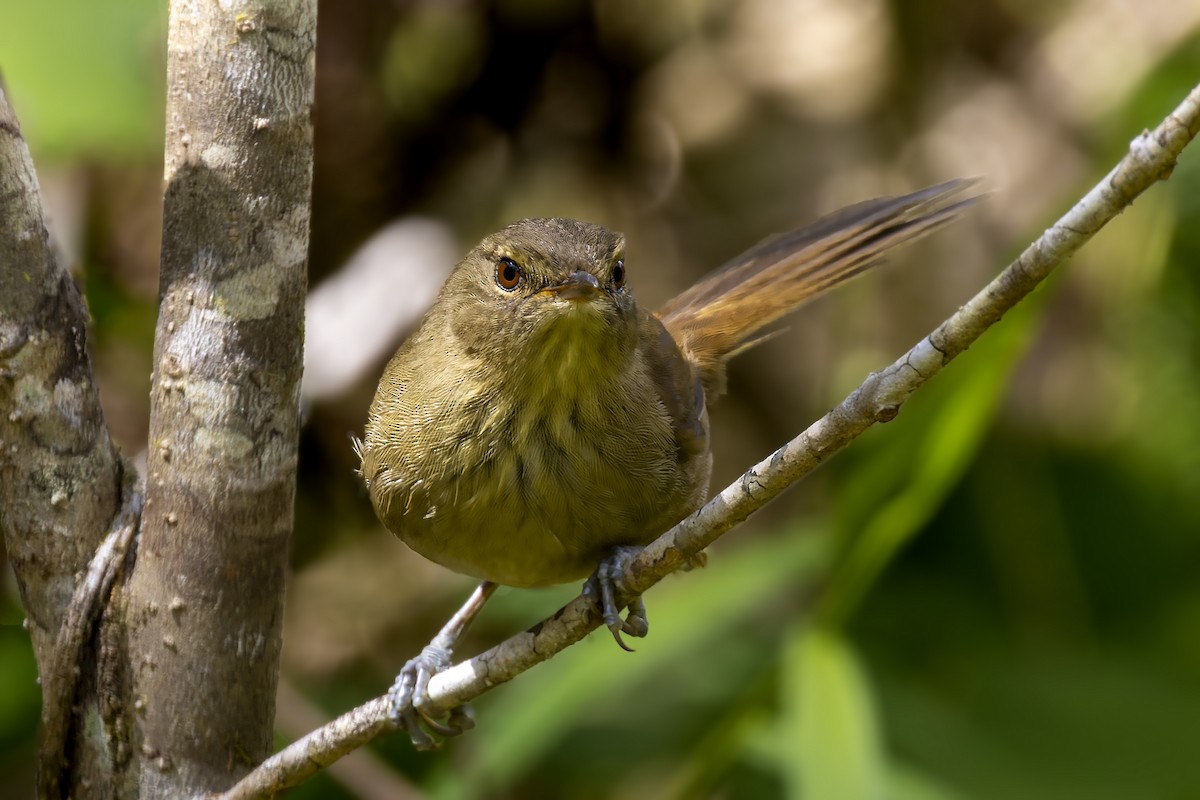 Malagasy Brush-Warbler (Malagasy) - Bradley Hacker 🦜