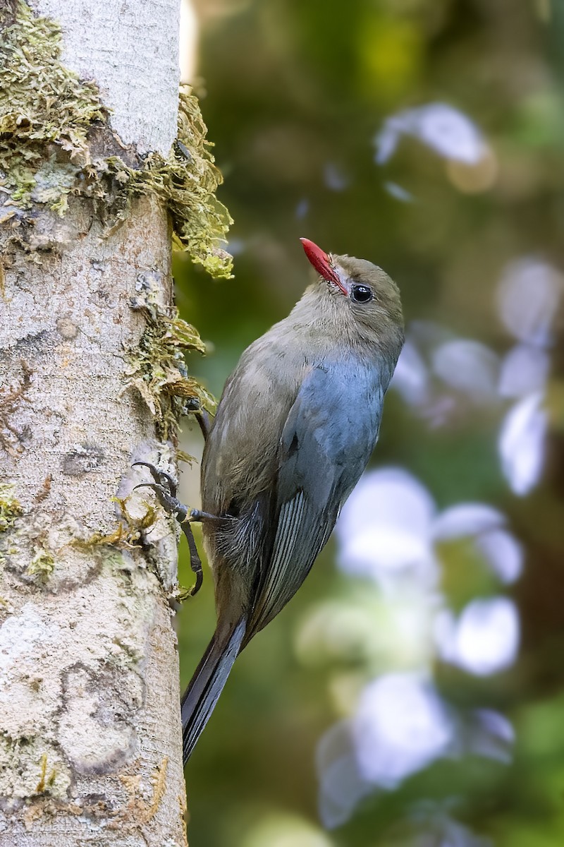 Nuthatch-Vanga - Bradley Hacker 🦜