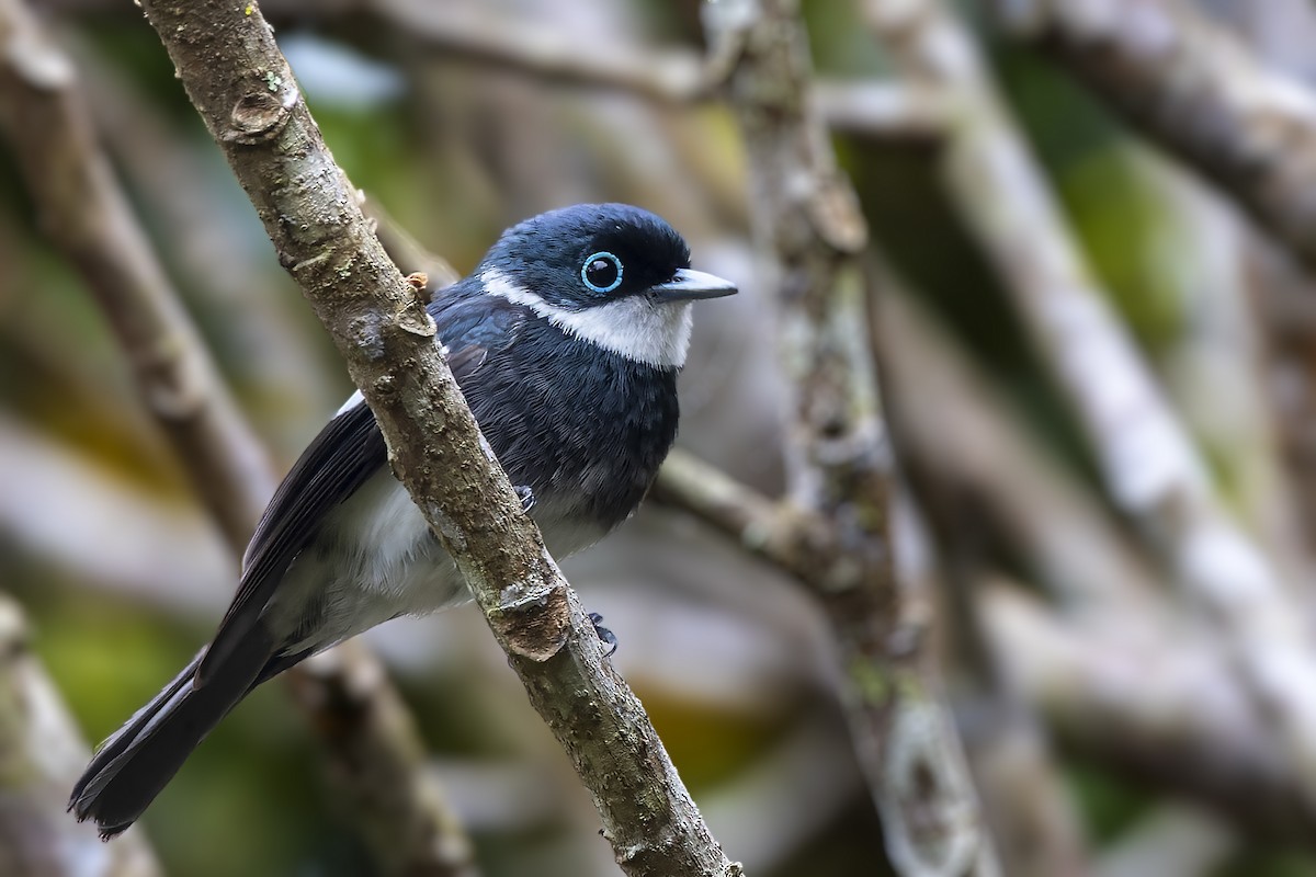 Ward's Vanga - Bradley Hacker 🦜