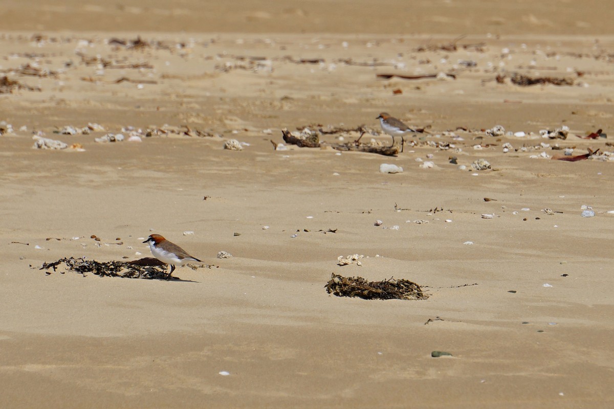 Red-capped Plover - ML49981601