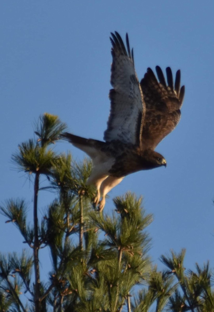 Red-tailed Hawk - ML499816111