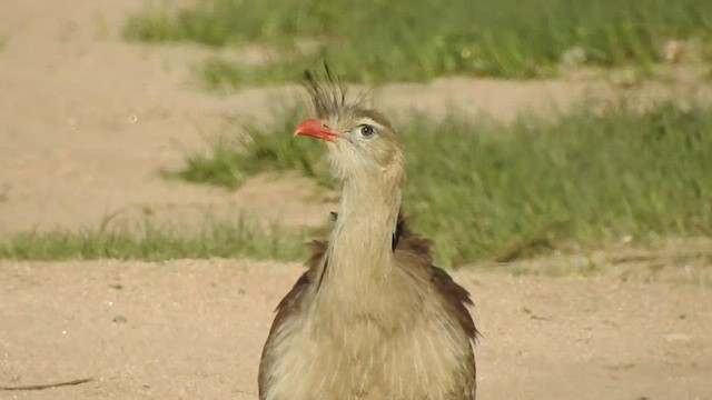 Red-legged Seriema - ML499816471