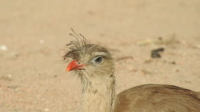 Red-legged Seriema - ML499816481