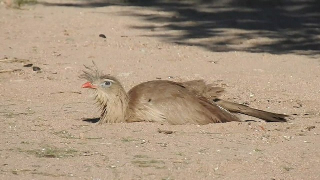 Red-legged Seriema - ML499816581