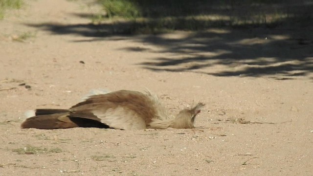 Cariama huppé - ML499817691