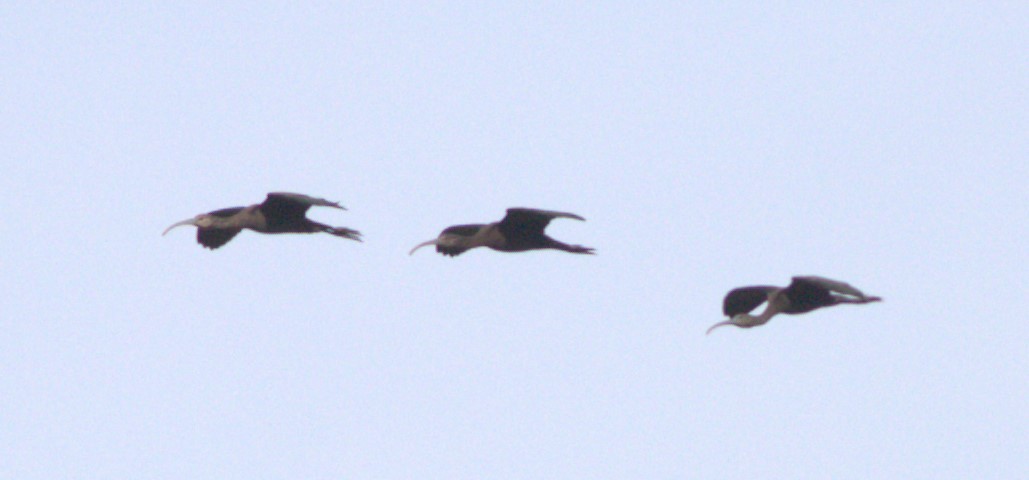 Glossy Ibis - Tony Leukering