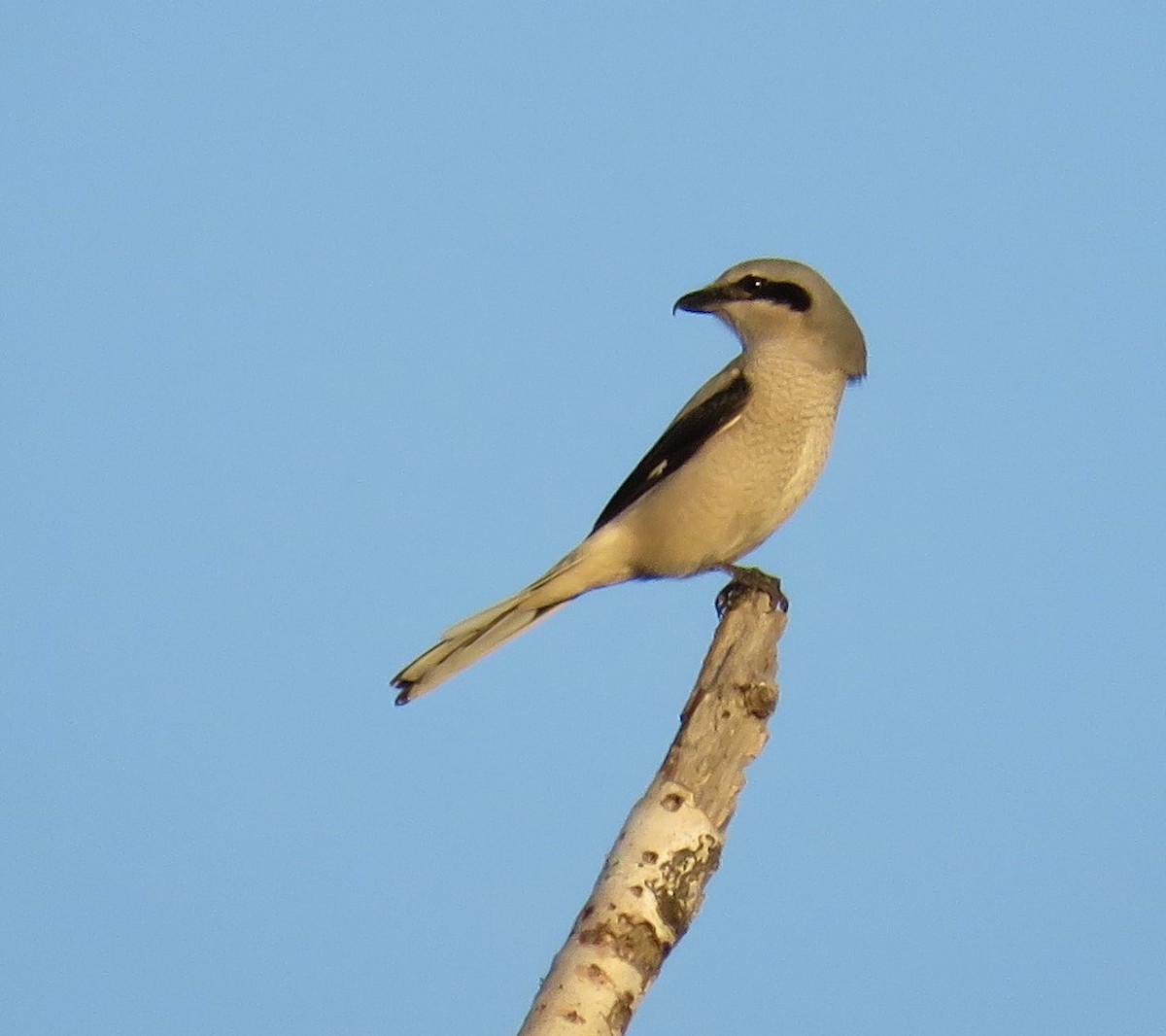 Northern Shrike - ML499820561