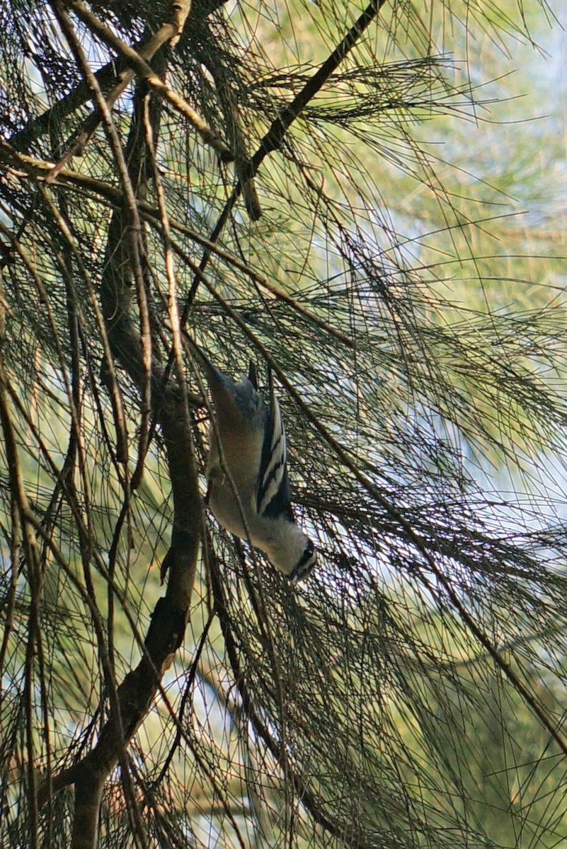 Varied Triller - ML49982241