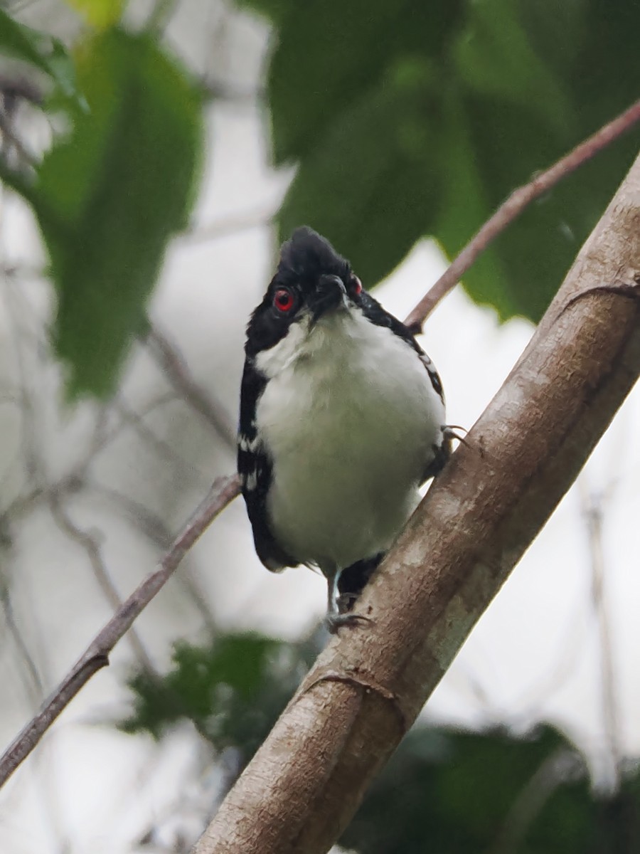 Great Antshrike - ML499823811