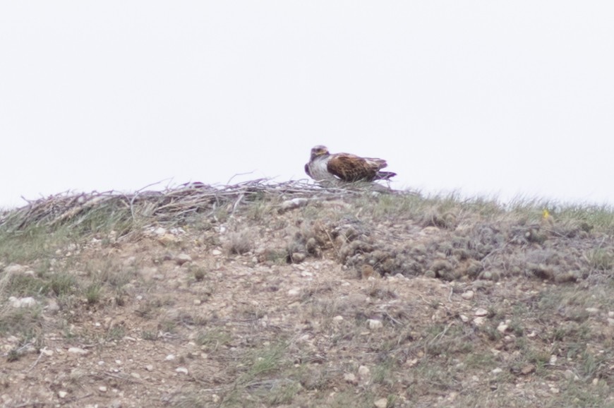 Ferruginous Hawk - ML499826901