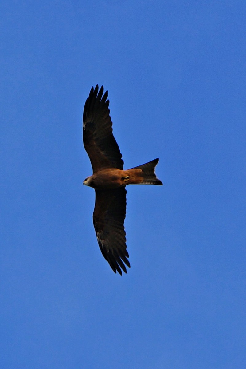 Black Kite - ML49982691