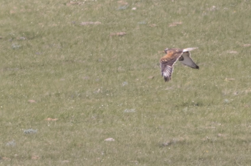 Ferruginous Hawk - ML499826971