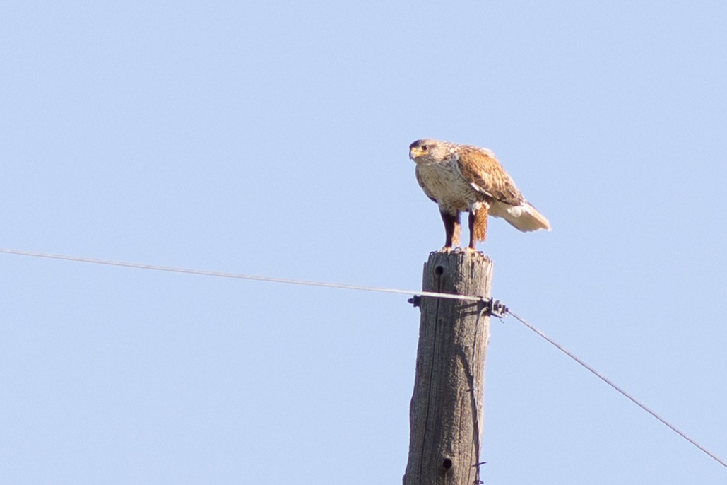 Ferruginous Hawk - ML499827541