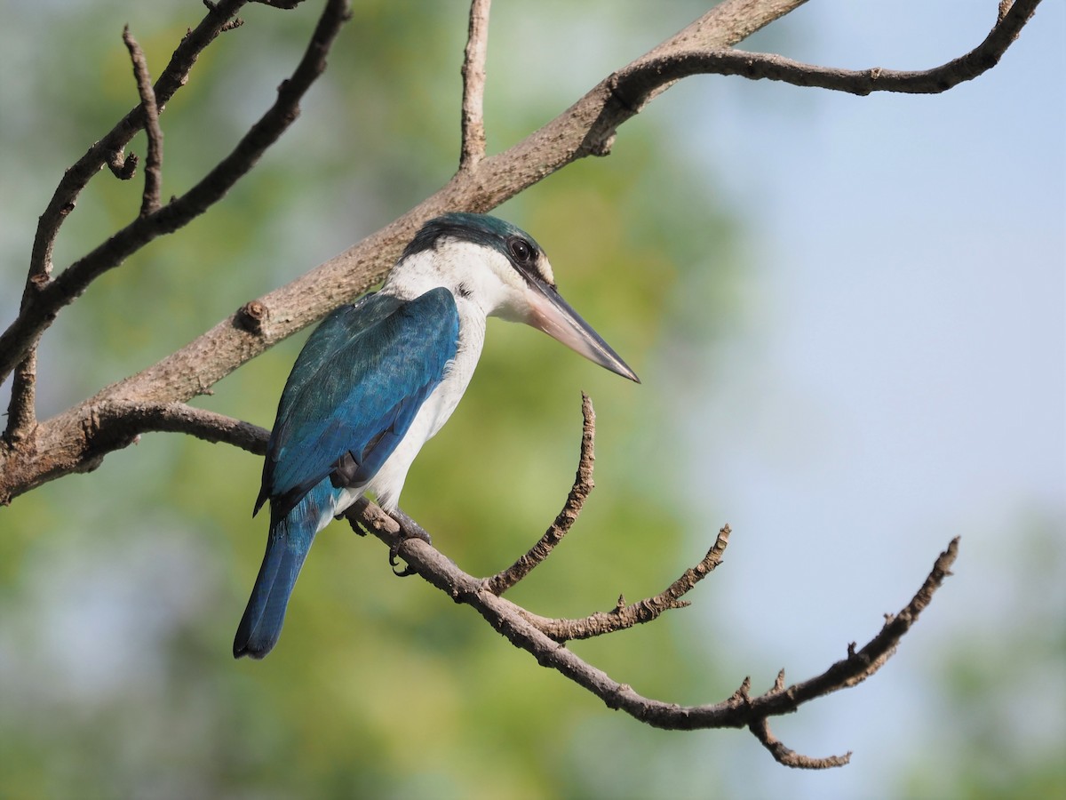 Collared Kingfisher (Oriental) - ML499829091